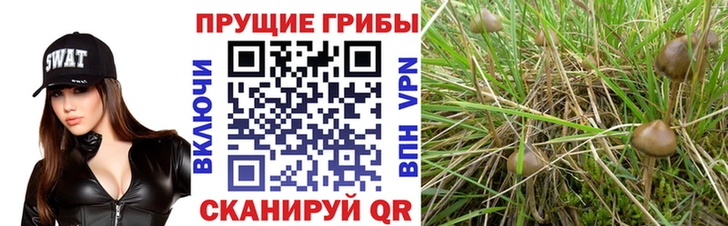 купить наркоту  Новороссийск  Галлюциногенные грибы Psilocybine cubensis 